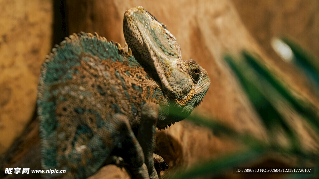 栖息于绿植旁的变色龙