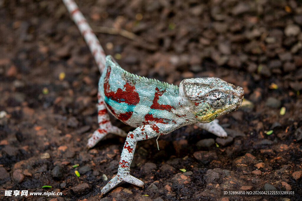 彩色花纹蜥蜴特写