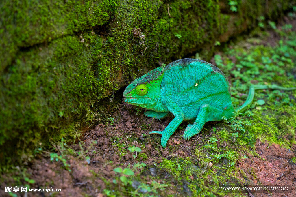 绿色变色龙栖息于苔藓旁