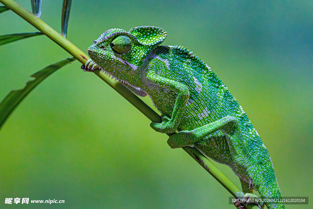 绿色变色龙栖息于枝上