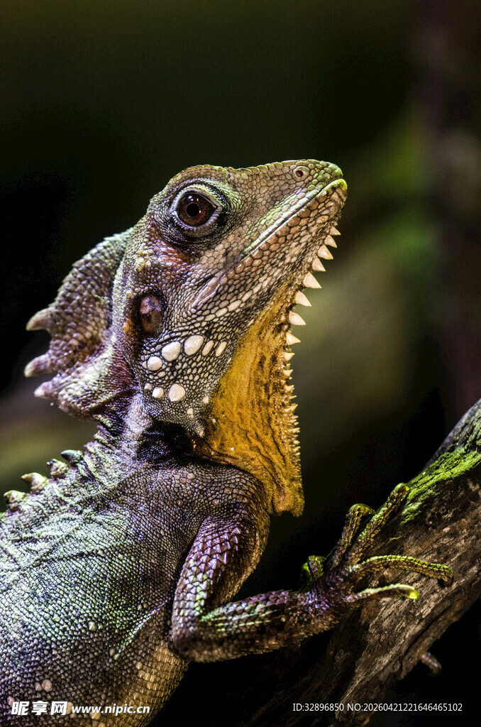 树间的多彩蜥蜴