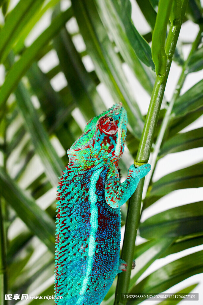 翠绿树枝上的多彩变色龙