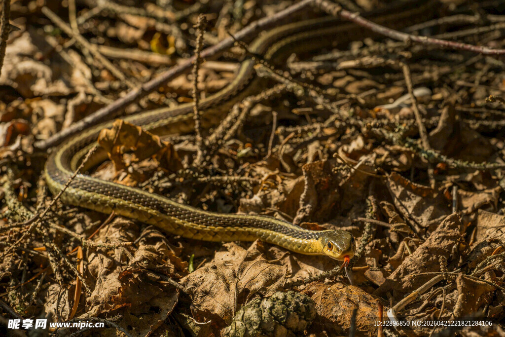 土壤中的条纹蚯蚓