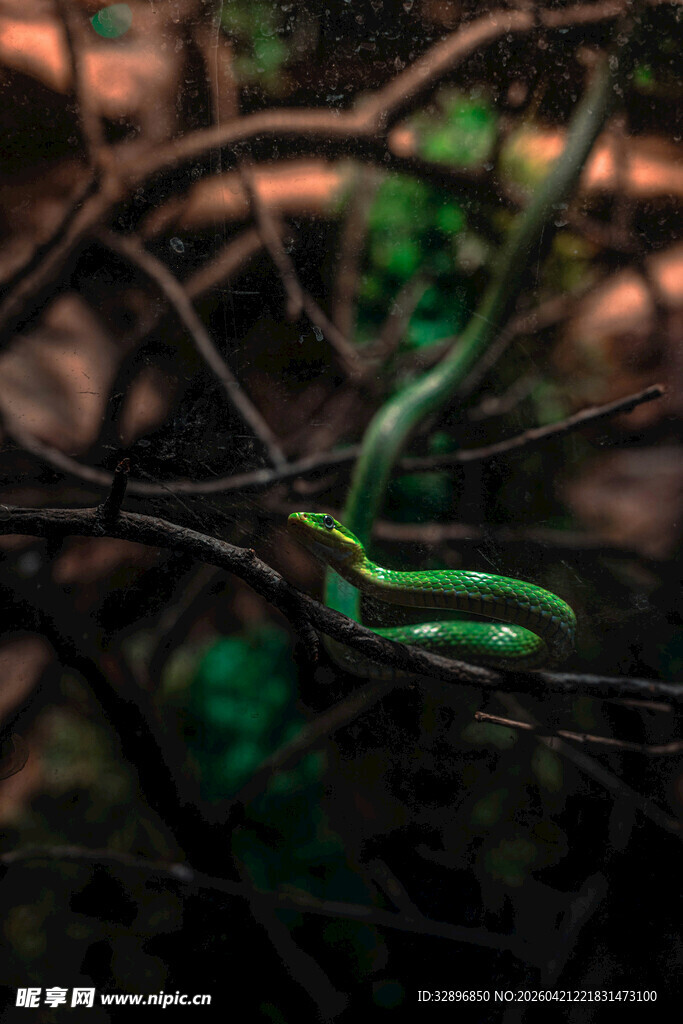 翠绿藤蔓上的蜿蜒绿蛇