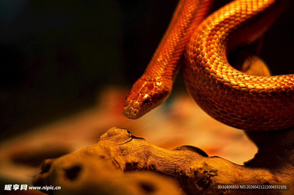 橙红色蛇盘踞于岩石上