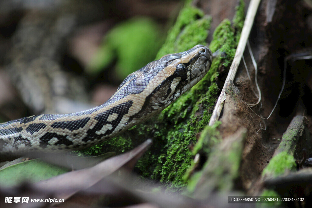 草丛中隐匿的花纹蛇