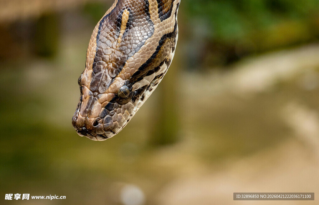 蟒蛇头部特写