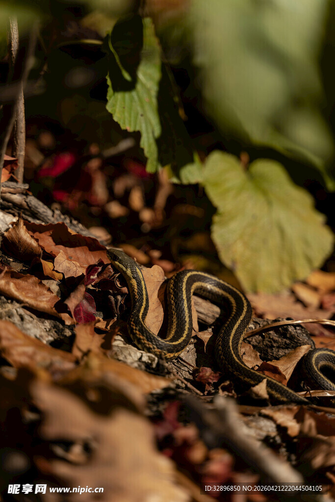 落叶中盘卧的斑斓蛇类