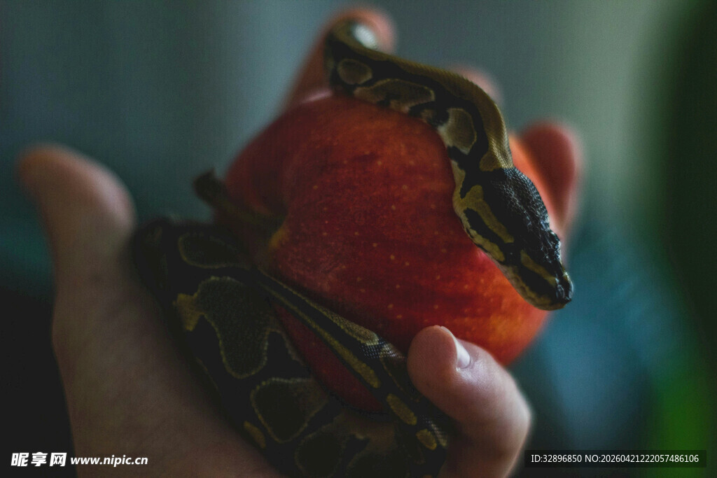 手捧仙桃上的斑斓蛇