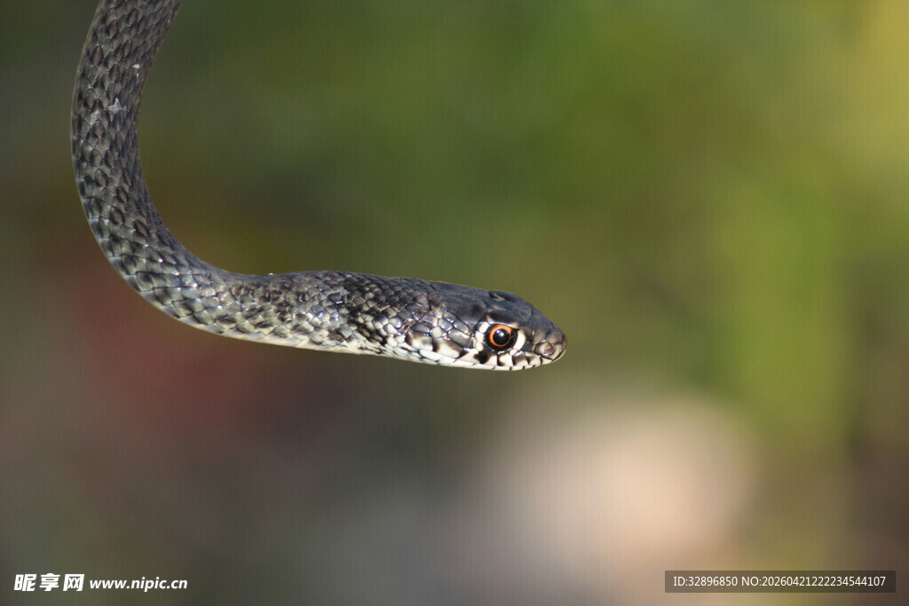 悬于空中的斑斓蛇类