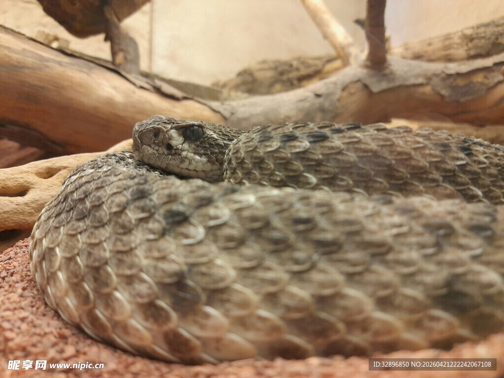 蜷卧的沙漠毒蛇