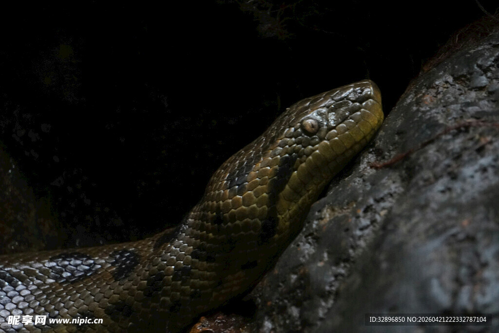 特写岩石上的斑斓蛇类