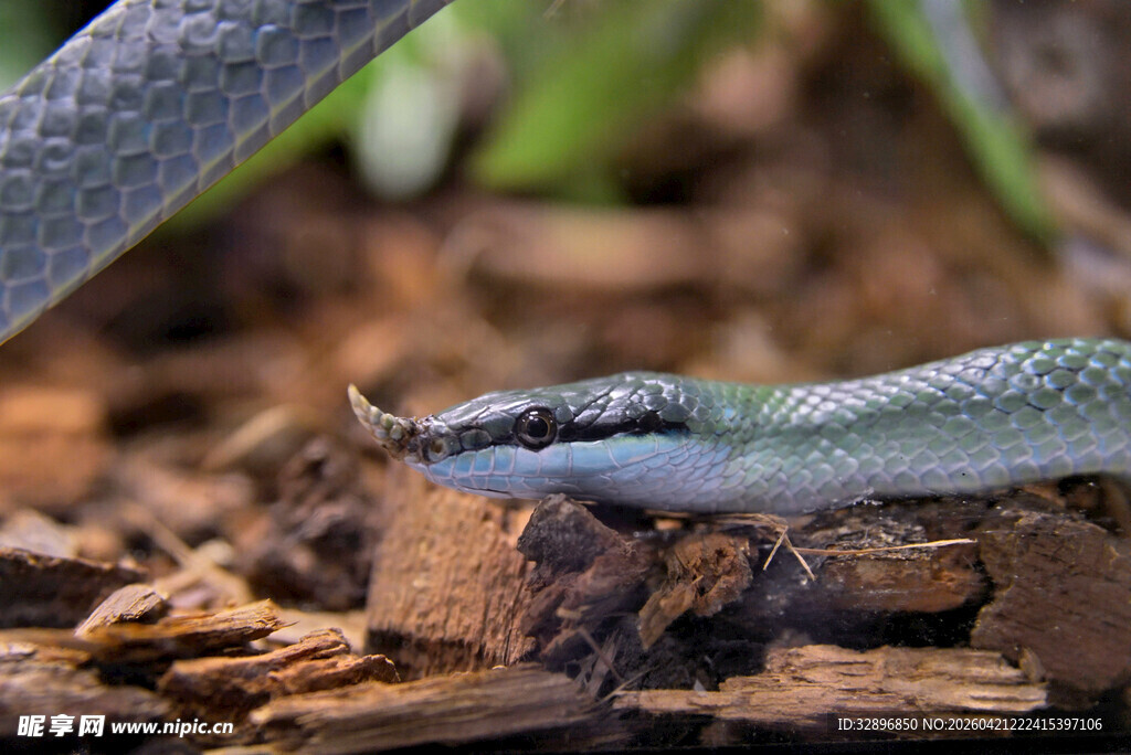 草丛中的灰绿色蛇