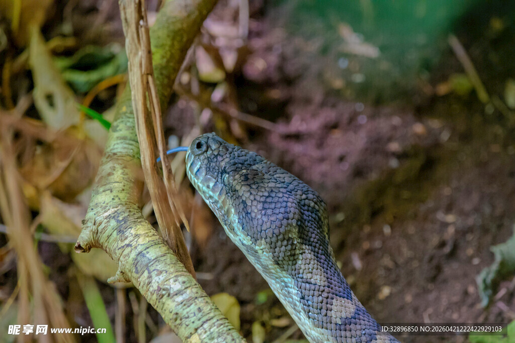 树枝上的多彩蜥蜴