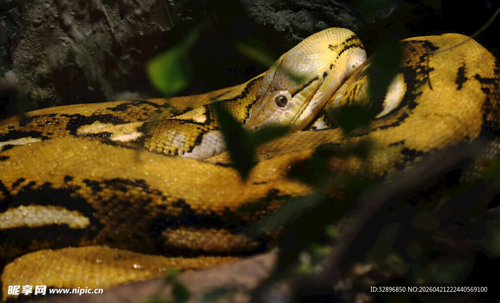 盘绕的金黄蟒蛇