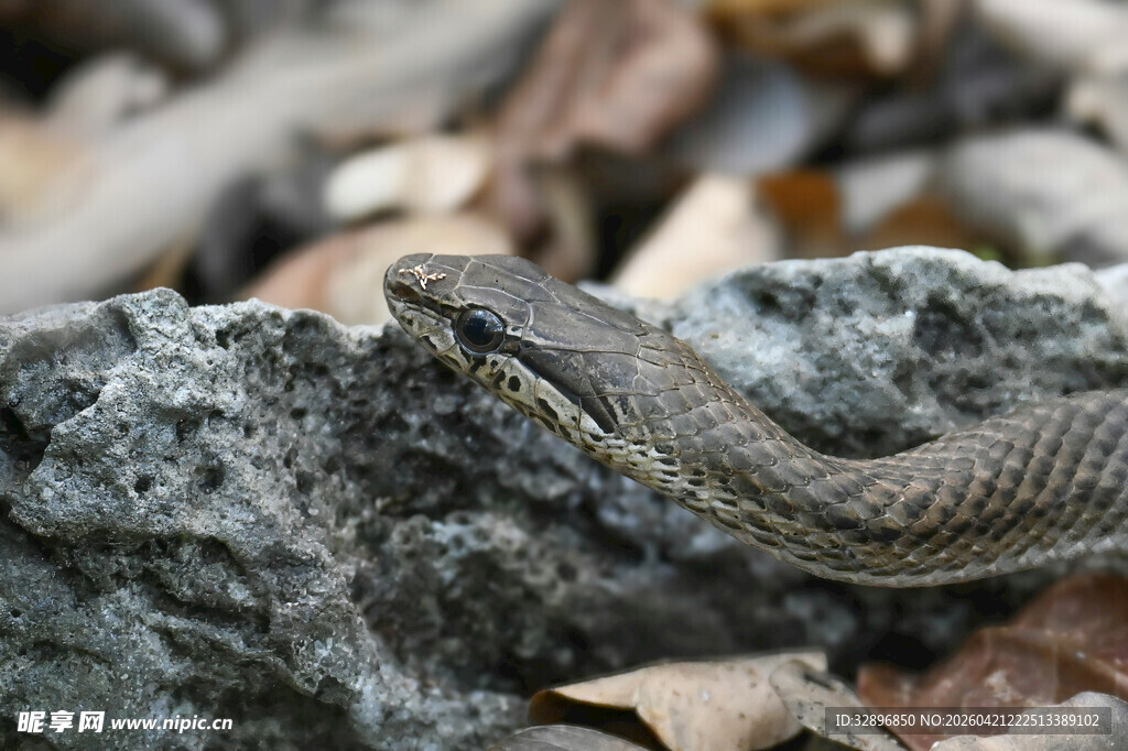 岩石上的蛇