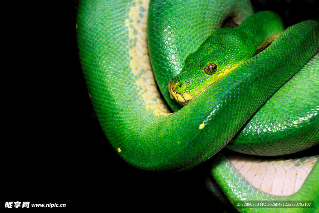 翠绿蟒蛇特写