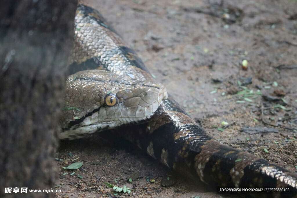 野外盘踞的花纹大蛇