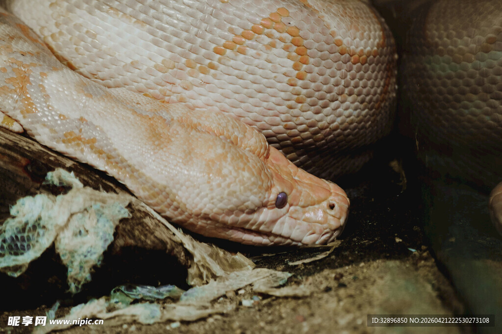 白化蟒蛇特写