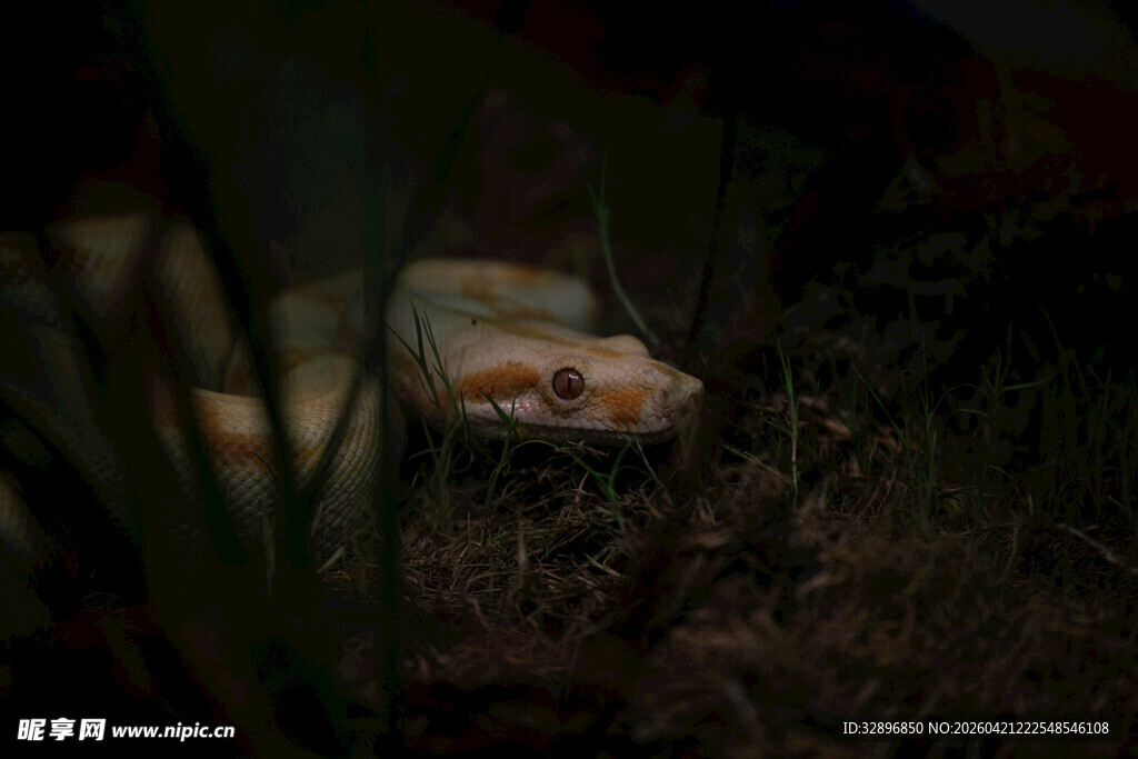 草丛中的白色蛇