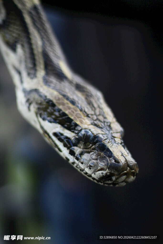 蟒蛇头部特写