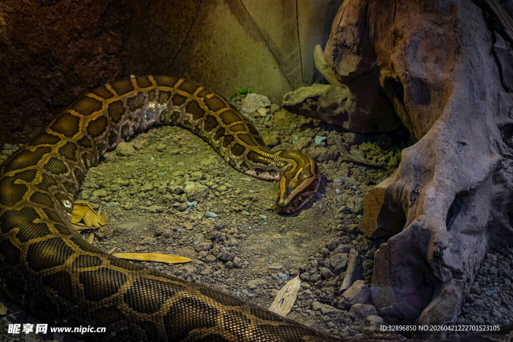 盘卧的花纹大蛇