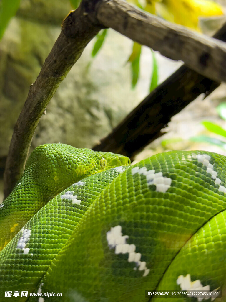 翠绿花纹蛇盘踞于枝叶间