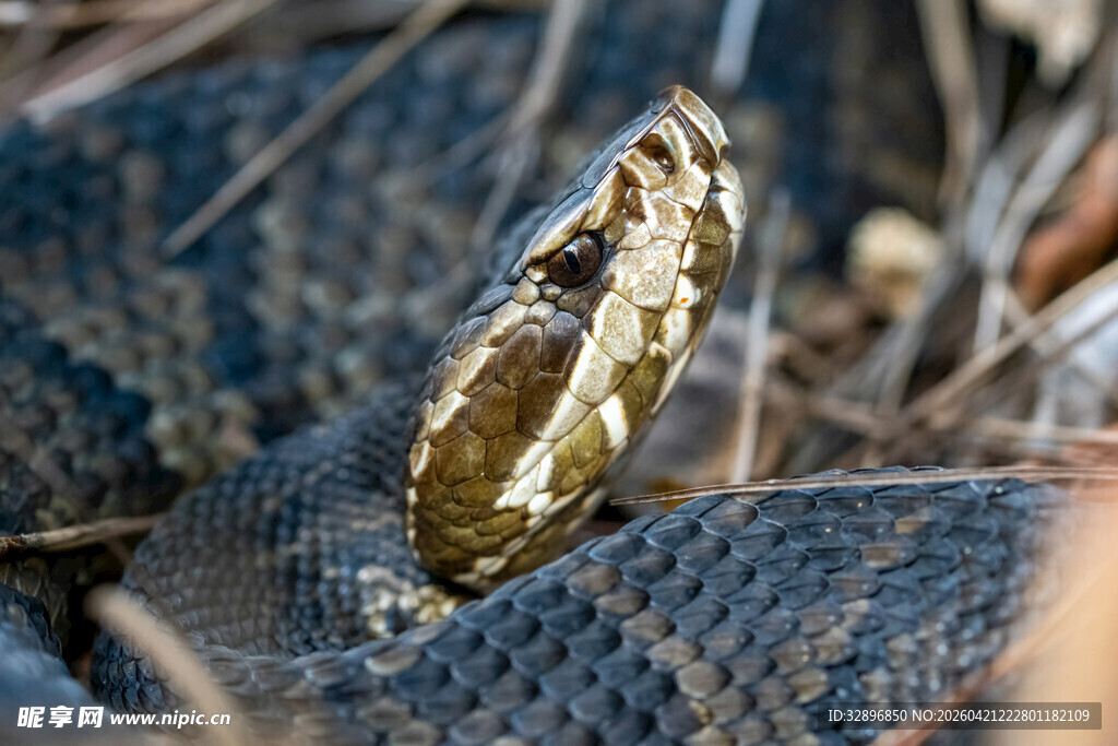 特写盘踞的花纹蛇