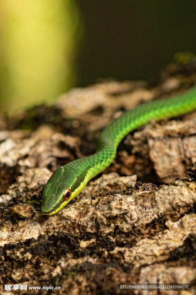 翠绿蛇盘踞于粗糙树皮上