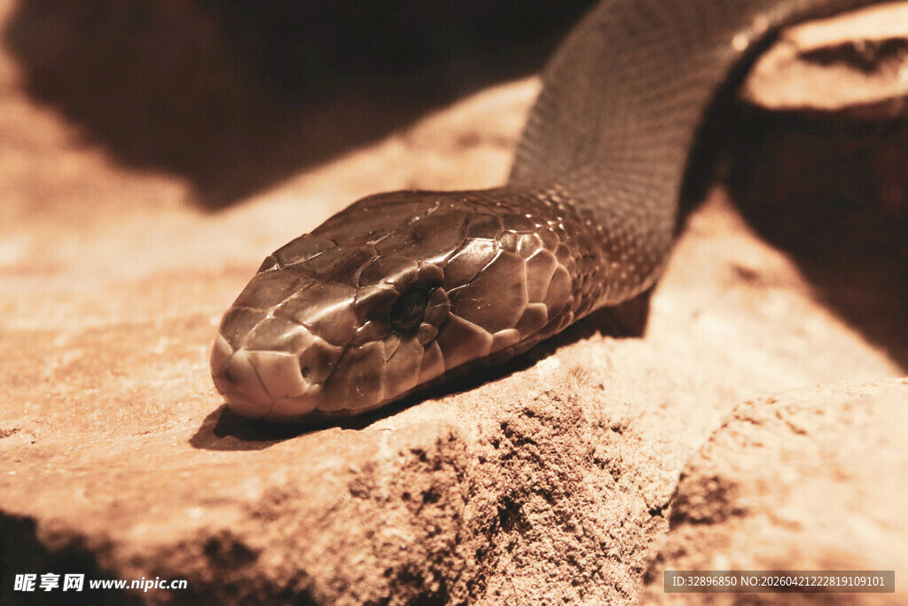 岩石上的蛇头特写