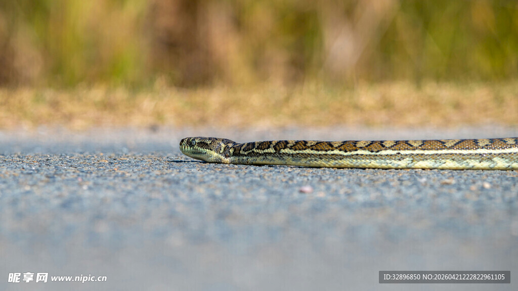 路面上的细长花纹蛇
