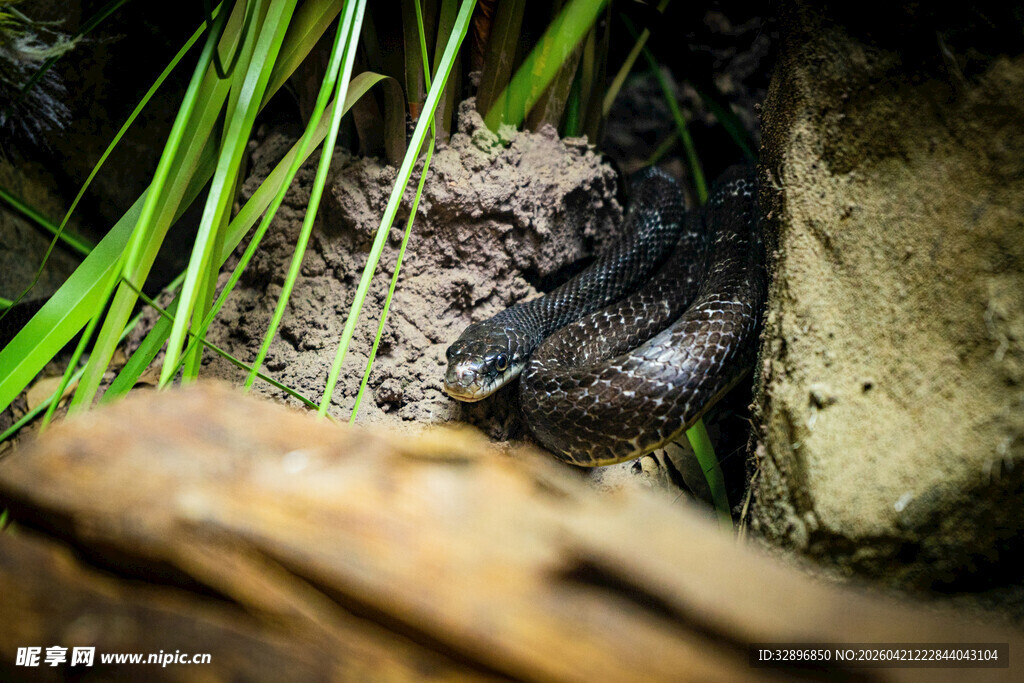 藏于草丛间的蛙类