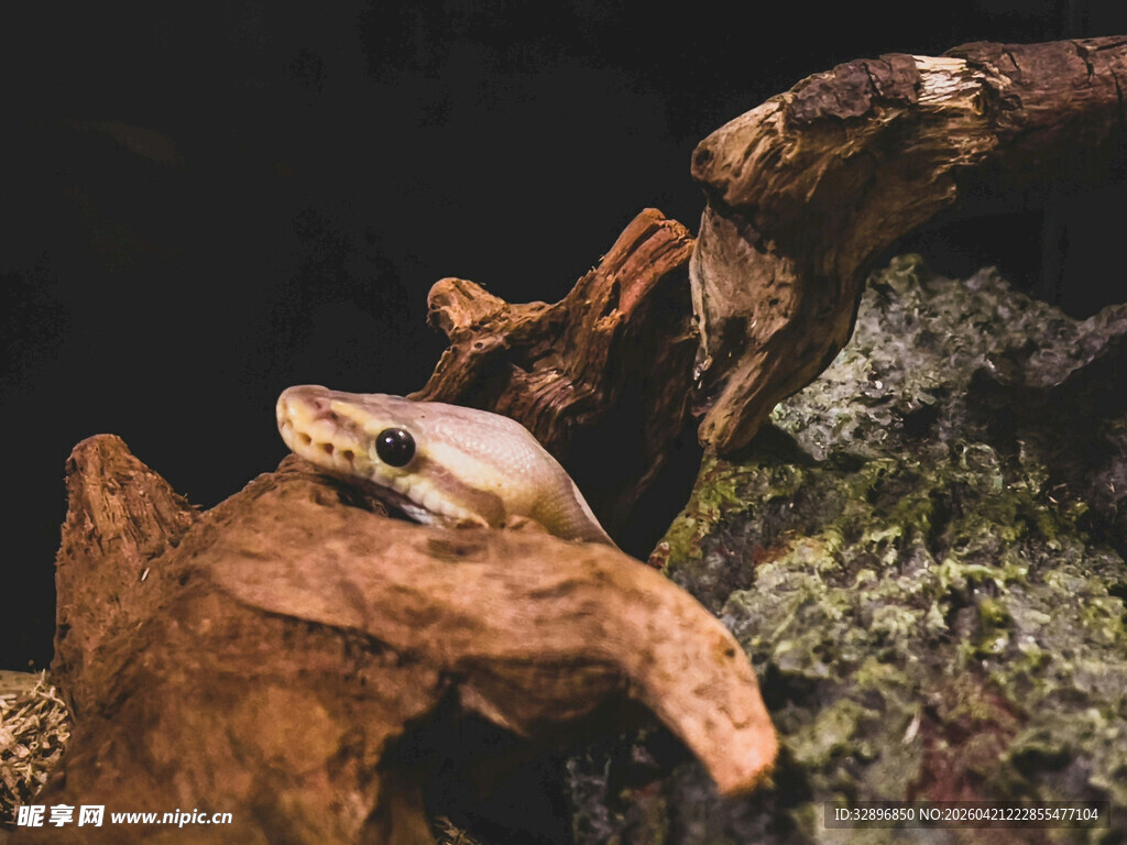 蜥蜴栖息于枯木苔藓间