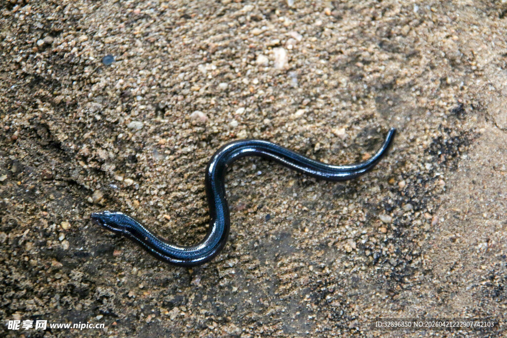 地面上的蓝色蜿蜒蛇类