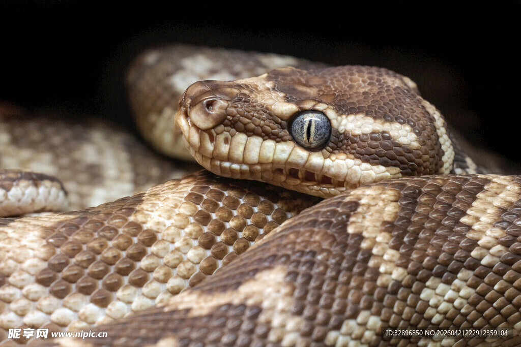 盘绕的花纹蟒蛇