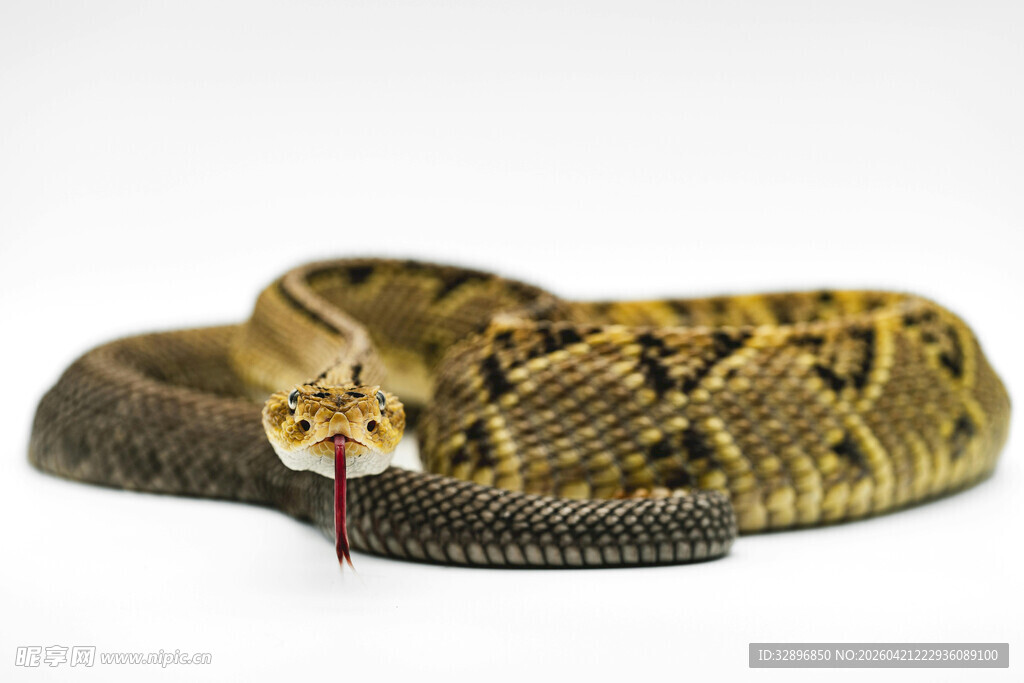 盘绕的蛇吐信子