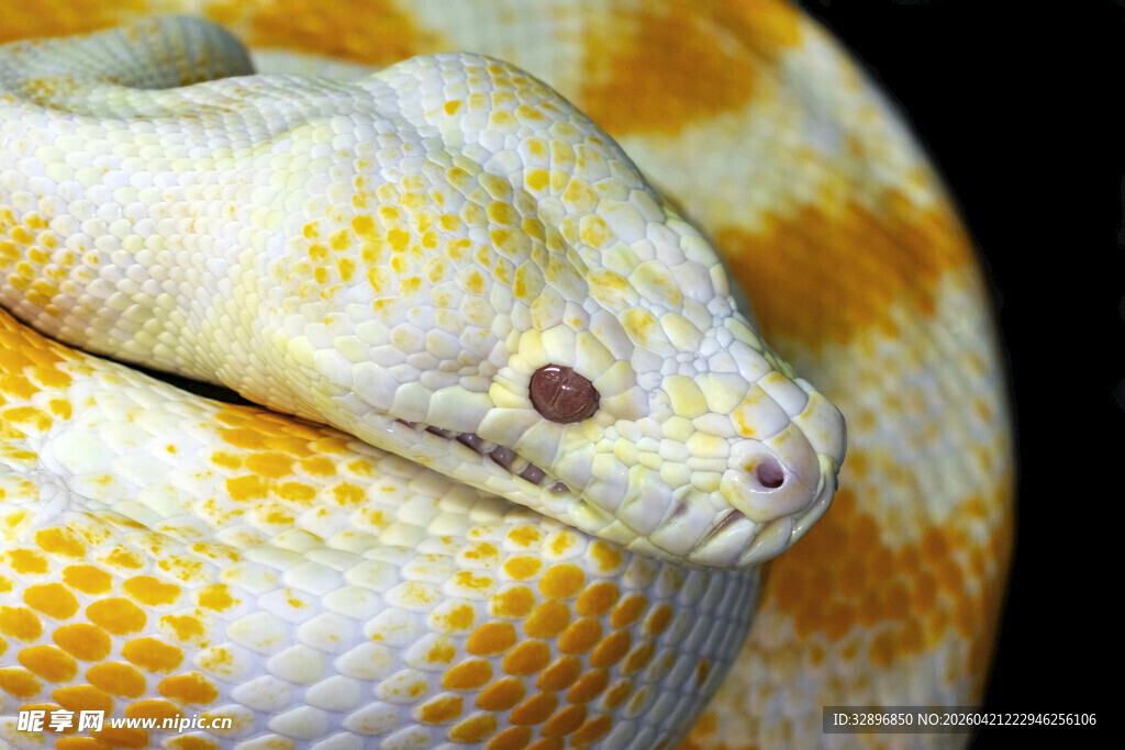白化黄金蟒特写