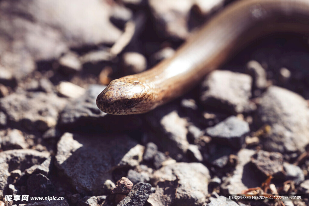 岩石上的细长蠕虫