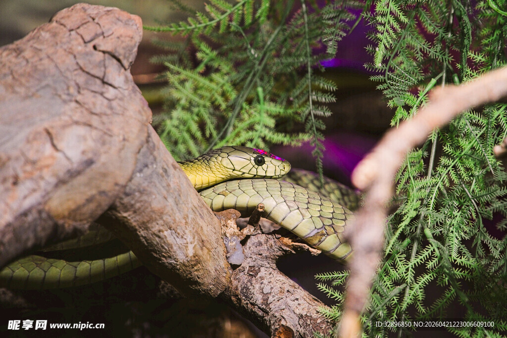 树枝上的绿色蜥蜴