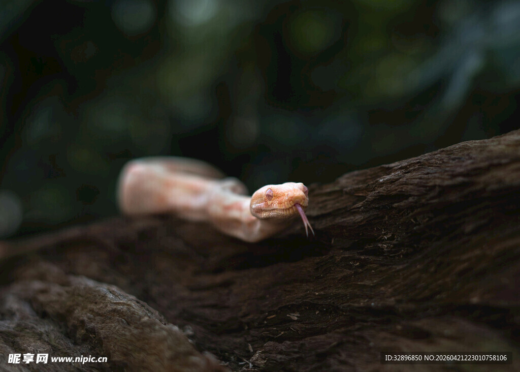 木头上的小蘑菇