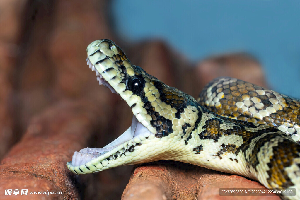 张嘴的花纹蛇