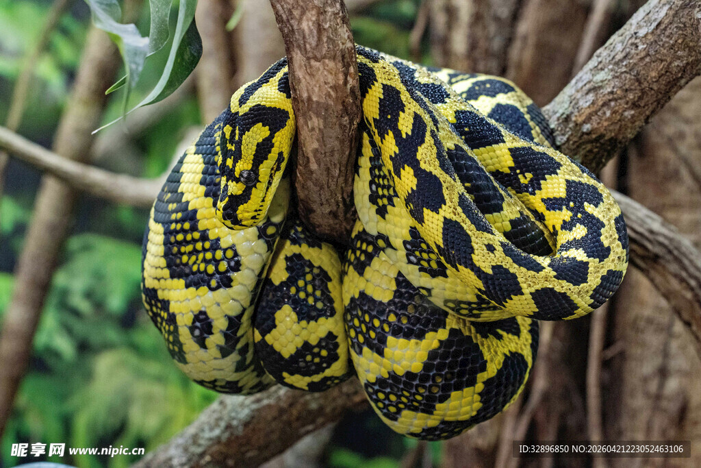 黄黑花纹巨蟒盘绕树枝间