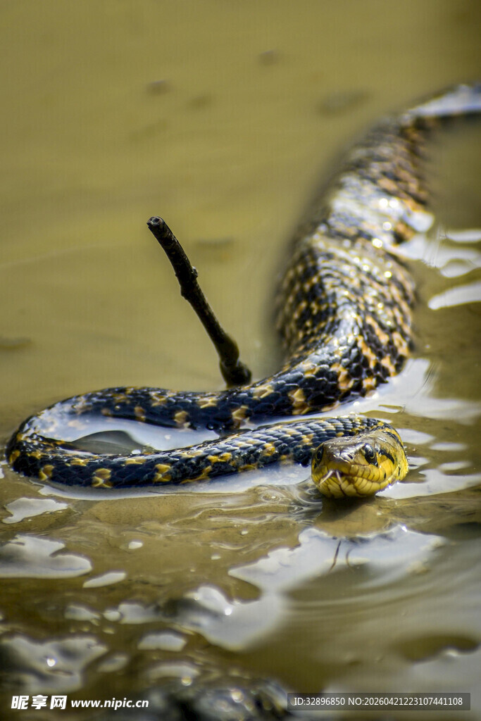 水中盘绕的花纹斑斓毒蛇