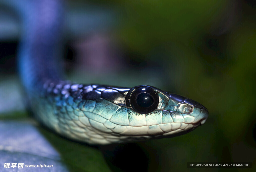 蓝黑蛇头部特写