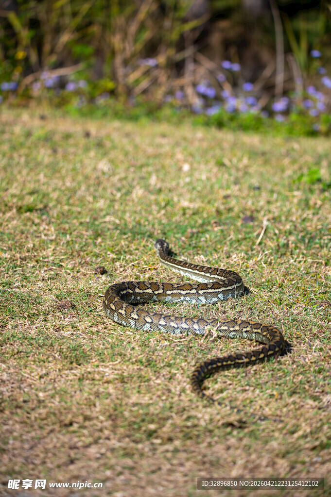 草地上蜿蜒的蛇