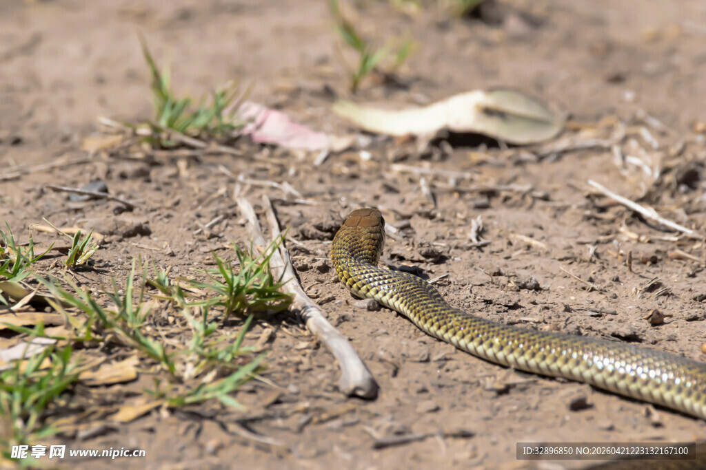 野外草丛中的蛇