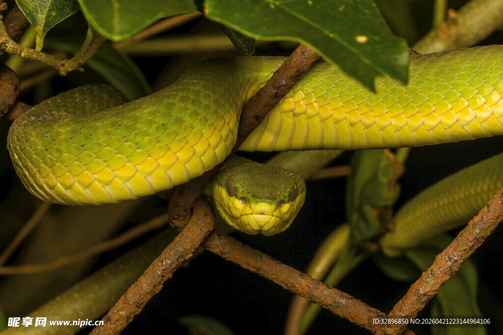 翠绿蟒蛇盘于树枝间