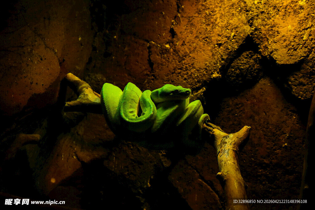 绿色青蛙栖息于暗环境中