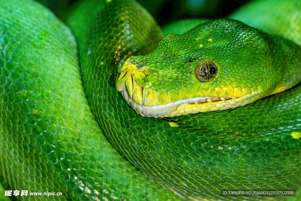 翠绿的蟒蛇特写