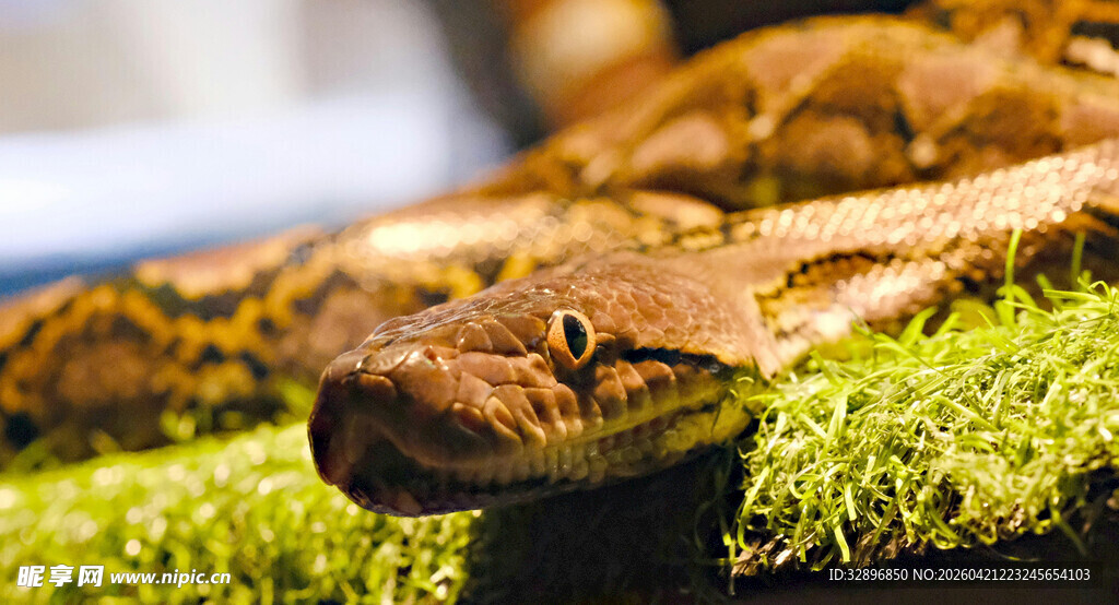 盘踞苔藓上的棕色蟒蛇